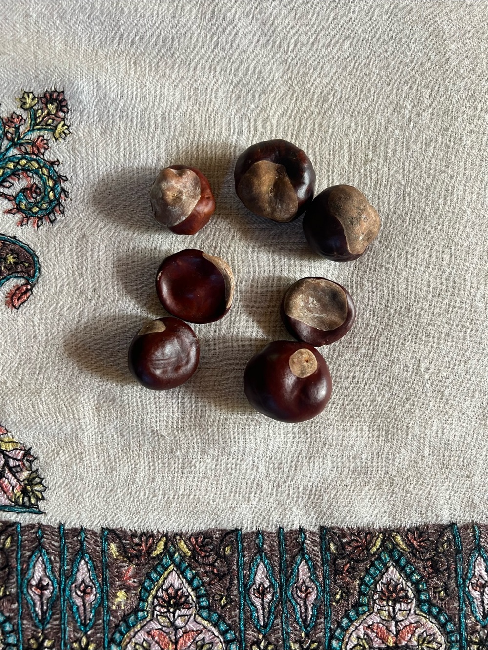 Buckeyes